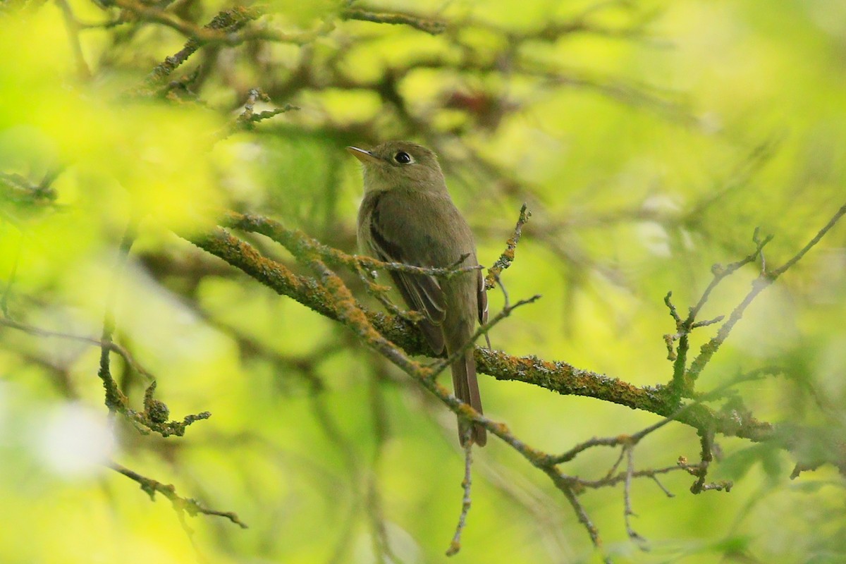 Western Flycatcher (Pacific-slope) - Sean Smith