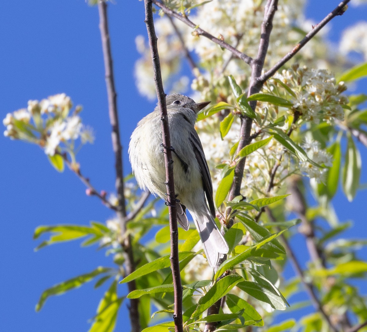 Dusky Flycatcher - Greg Harrington