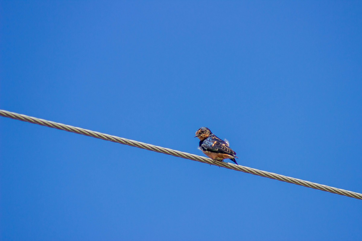 Barn Swallow - ML618242910