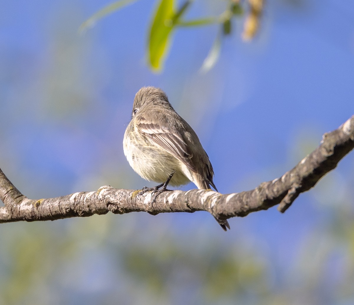 Dusky Flycatcher - Greg Harrington