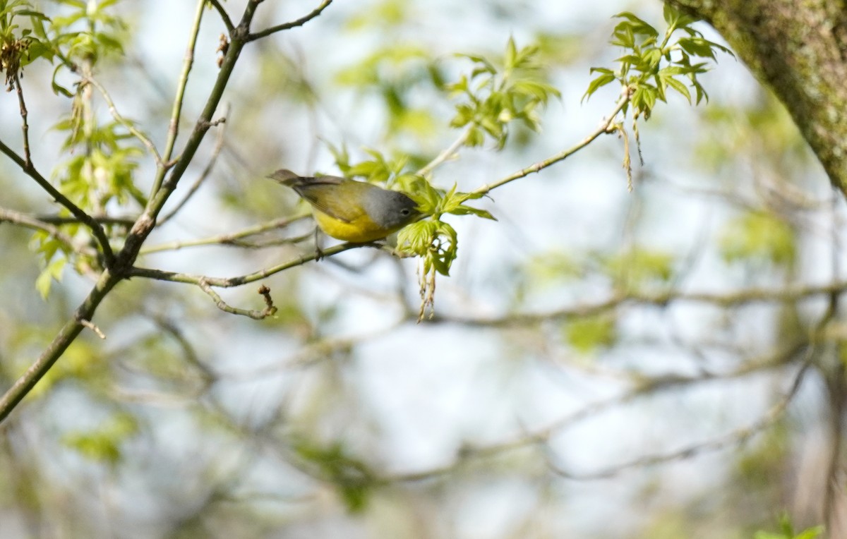 Nashville Warbler - Eva L