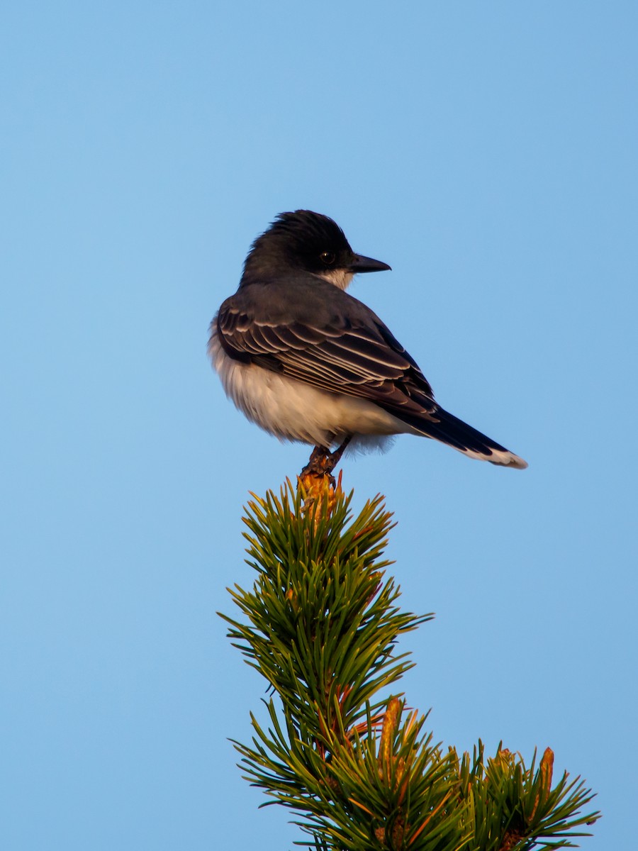 Eastern Kingbird - Darrell Lawson