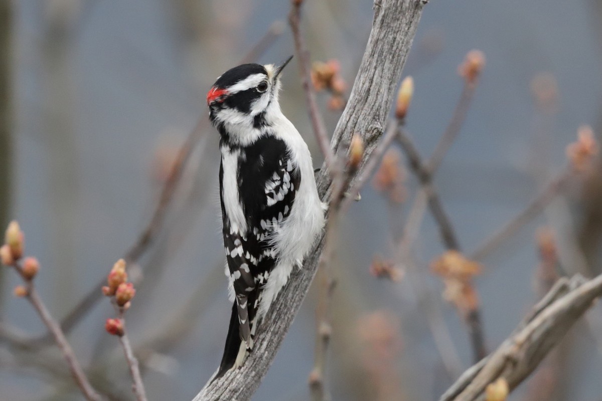 Downy Woodpecker - Steve McNamara