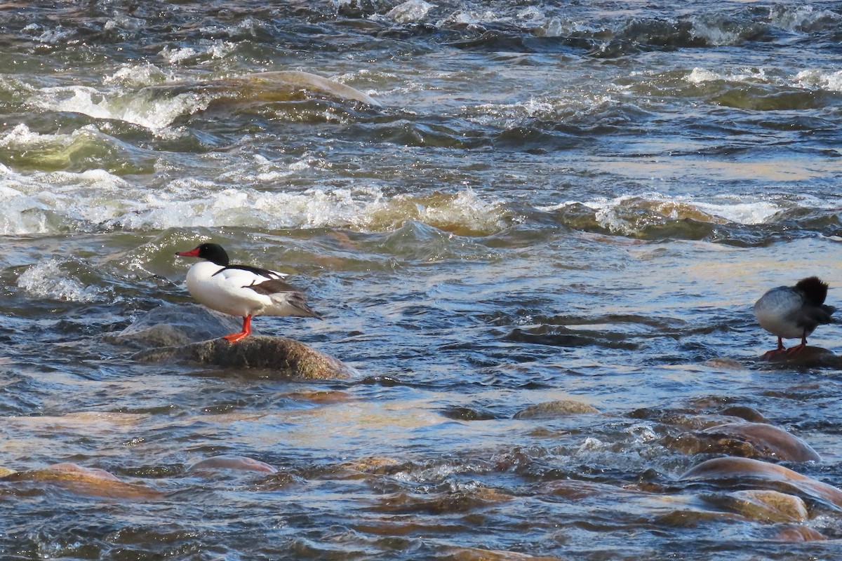 Common Merganser (North American) - ML618242923