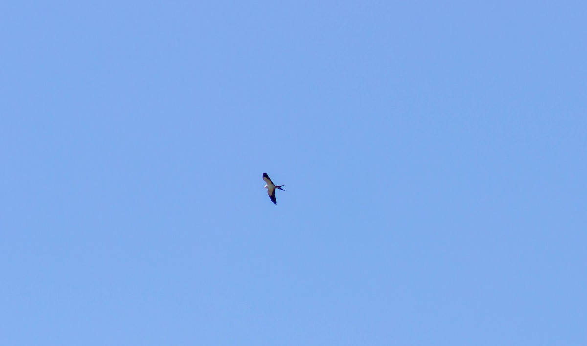 Swallow-tailed Kite - ML618242936