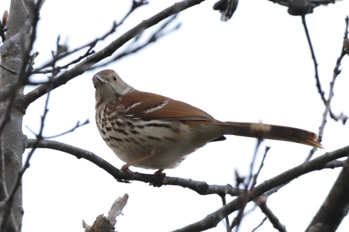 Brown Thrasher - Steve McNamara