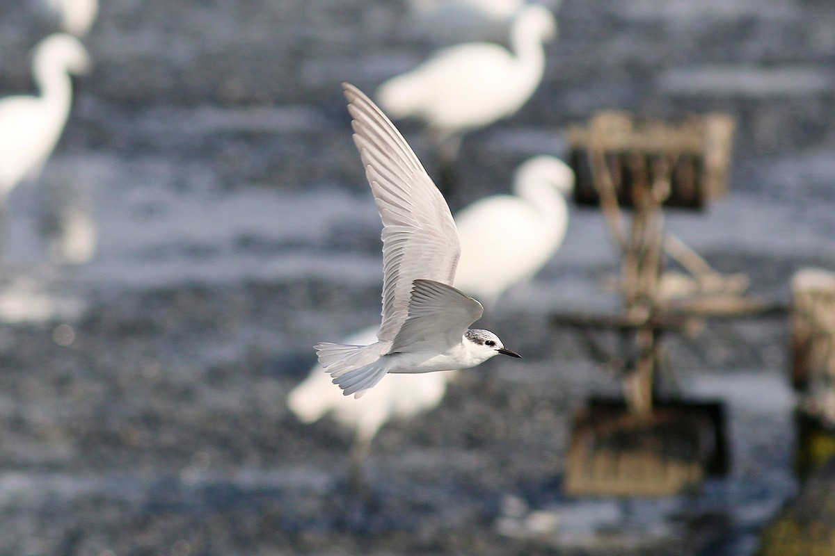 Whiskered Tern - Chih-Wei(David) Lin