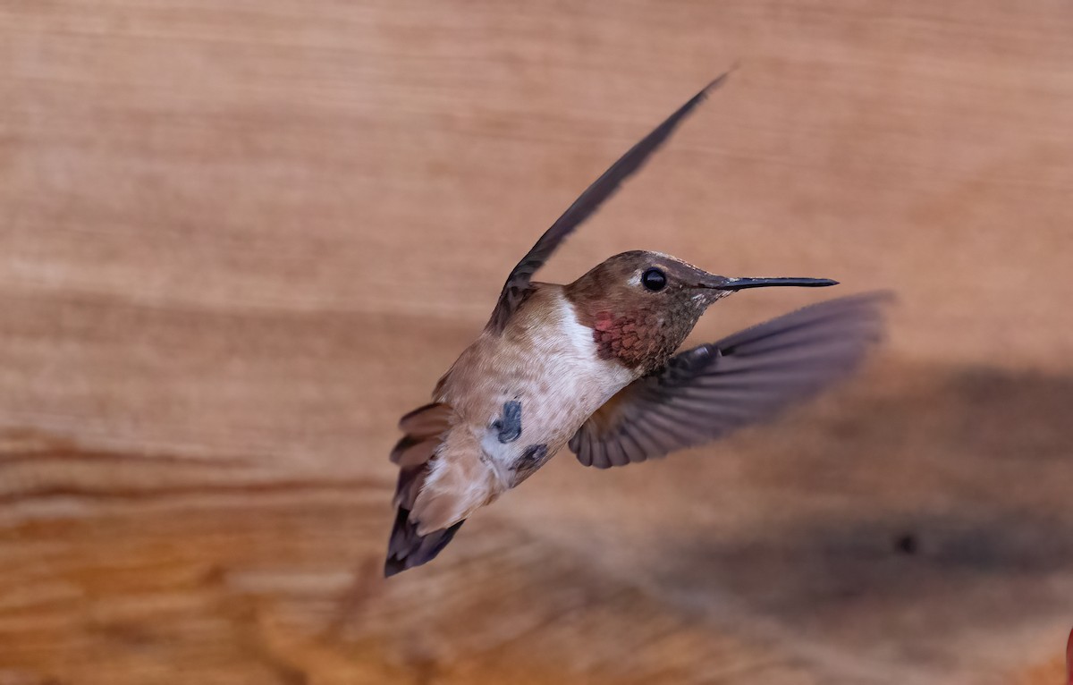 Rufous Hummingbird - ML618242951