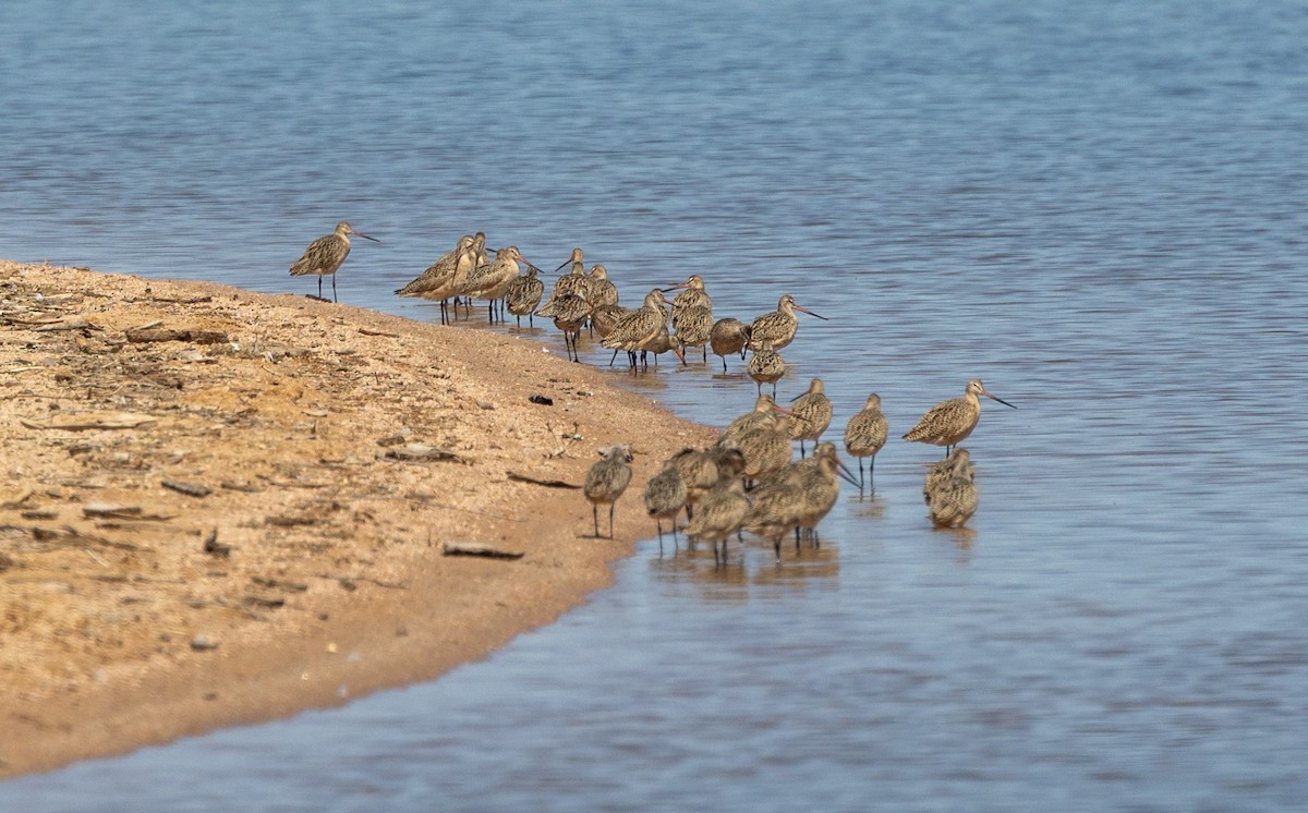 Marbled Godwit - Ric Olson