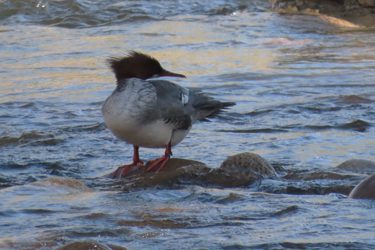 Common Merganser (North American) - ML618242965