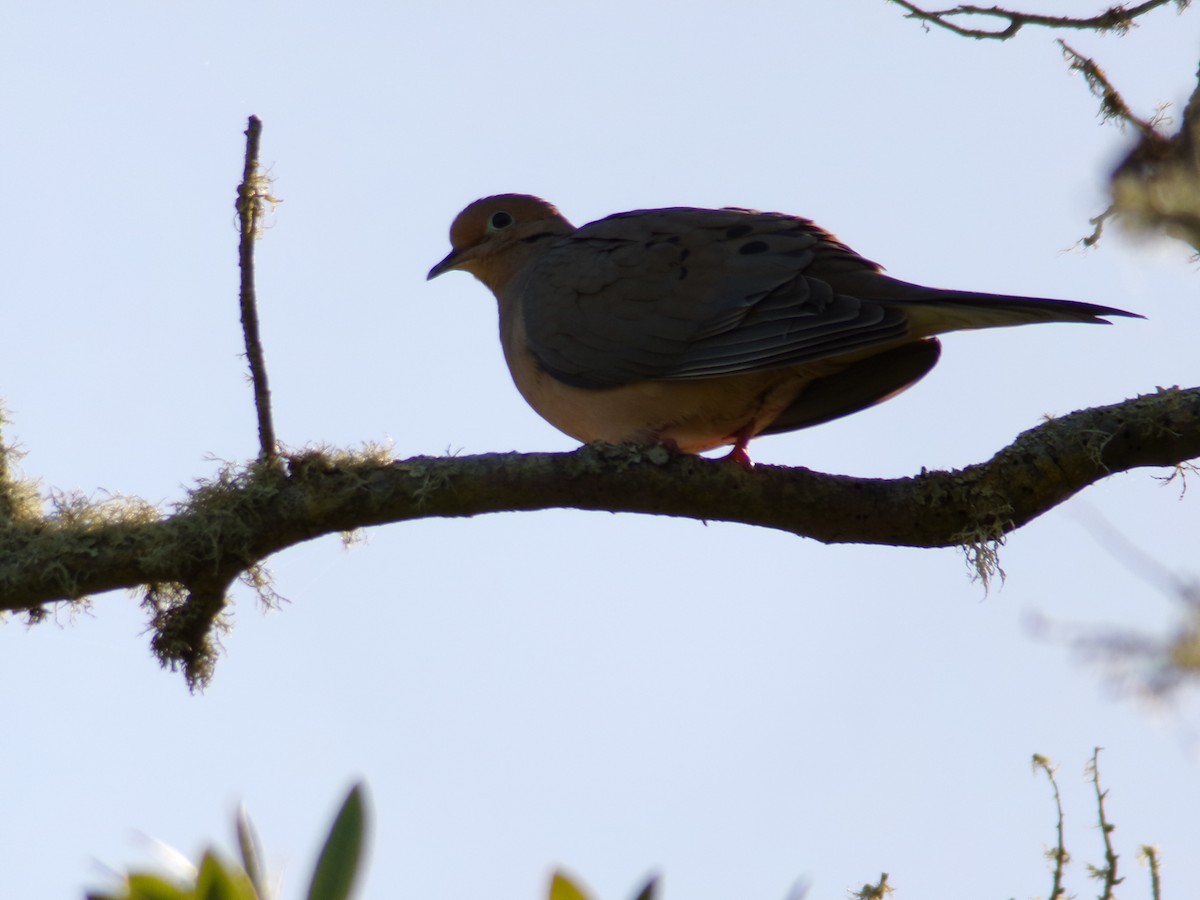 Mourning Dove - Ross Rabkin