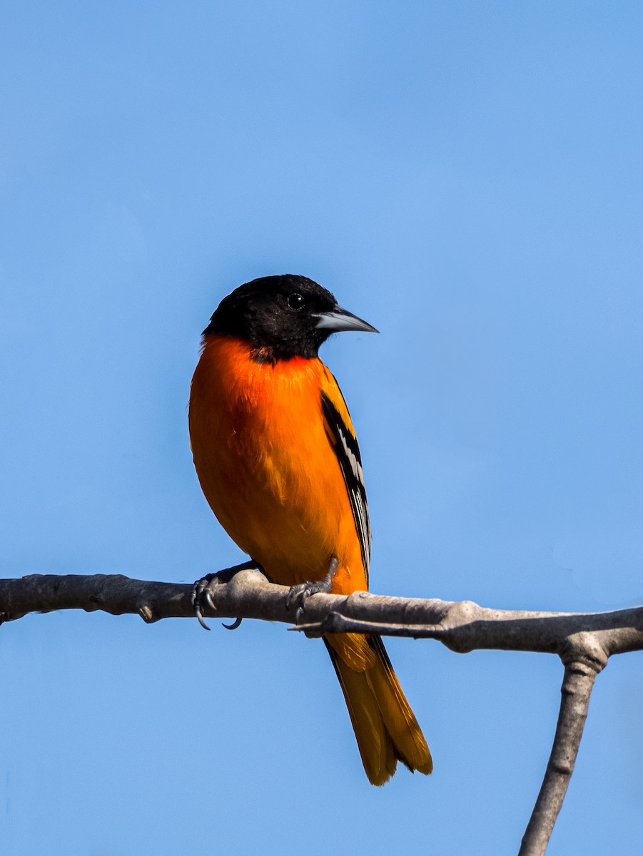 Baltimore Oriole - Darrell Lawson