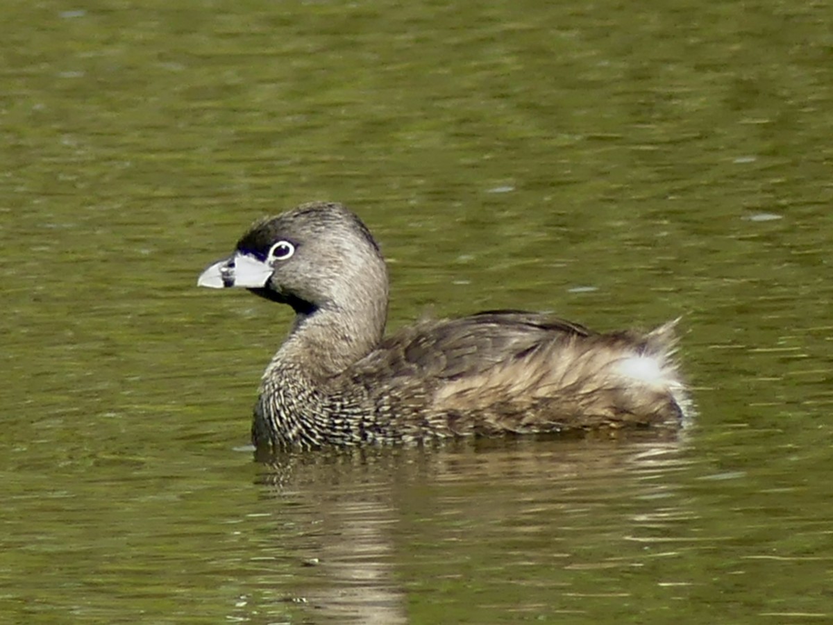 Pied-billed Grebe - ML618242978