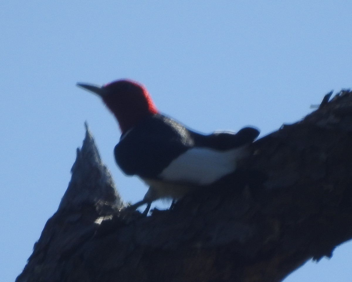 Red-headed Woodpecker - Wayne Longbottom