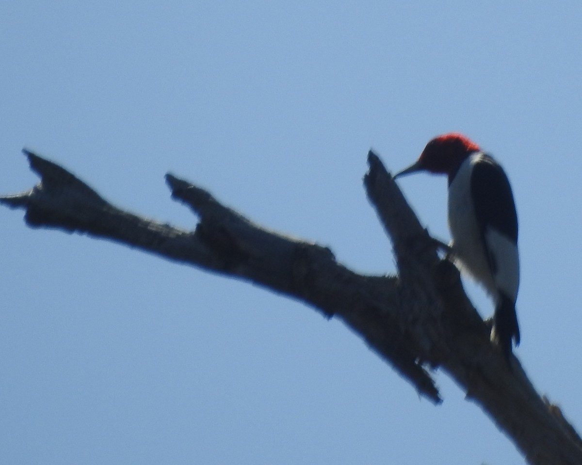 Red-headed Woodpecker - Wayne Longbottom