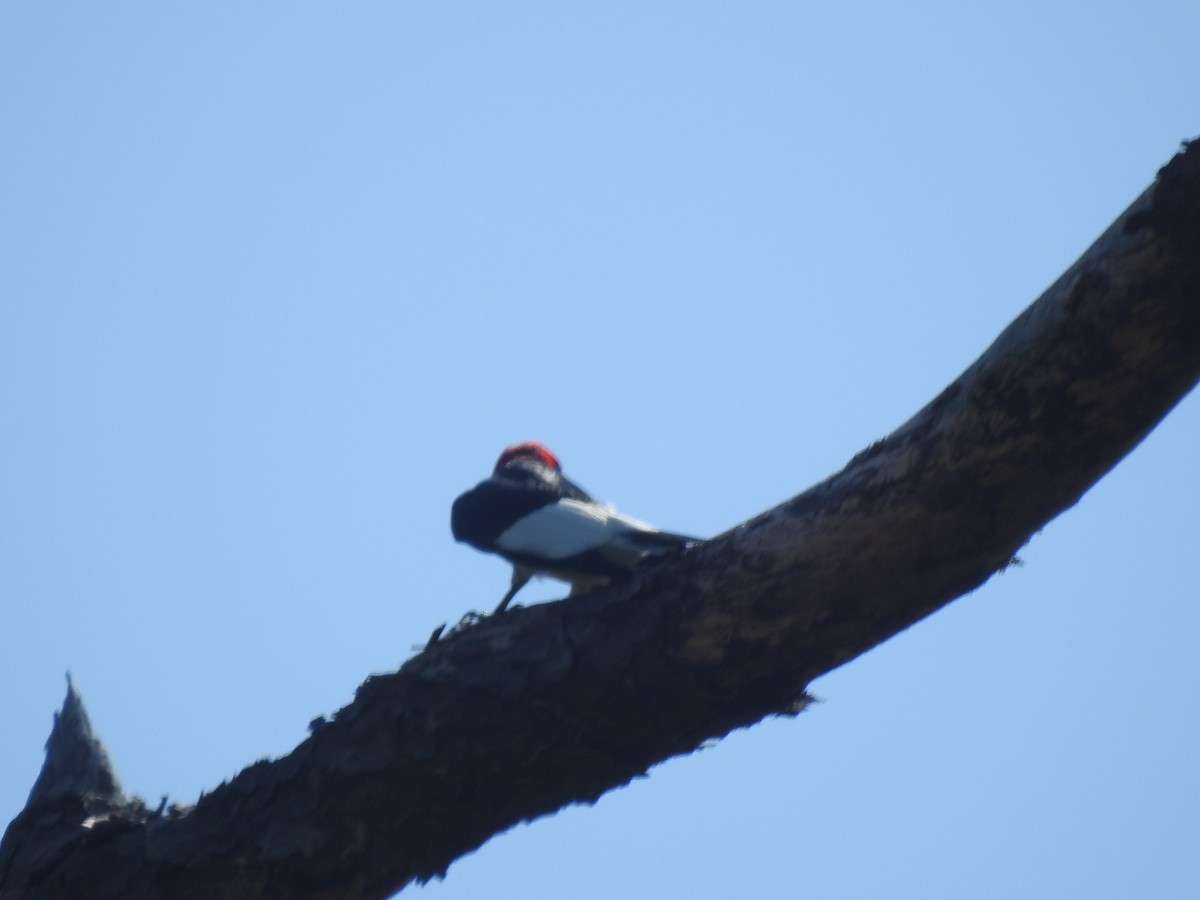 Red-headed Woodpecker - Wayne Longbottom