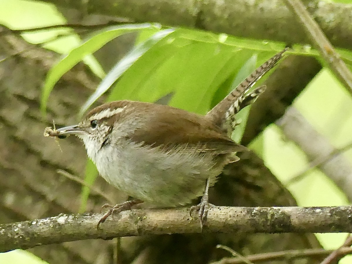 Bewick's Wren - Philip Dickinson