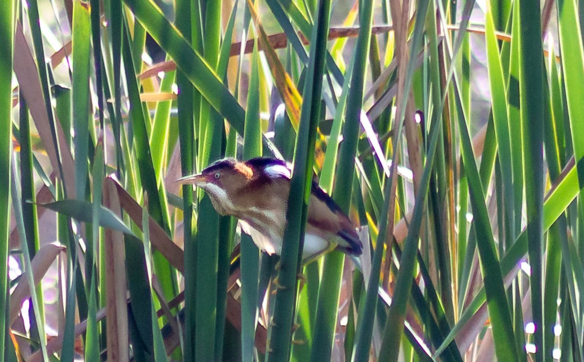 Least Bittern - Noah Zimmer