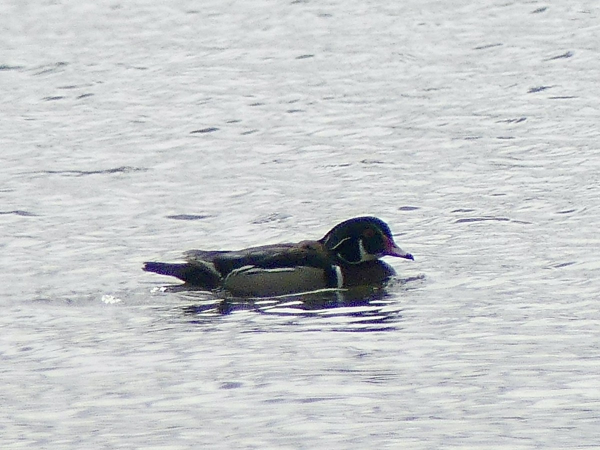 Wood Duck - Philip Dickinson