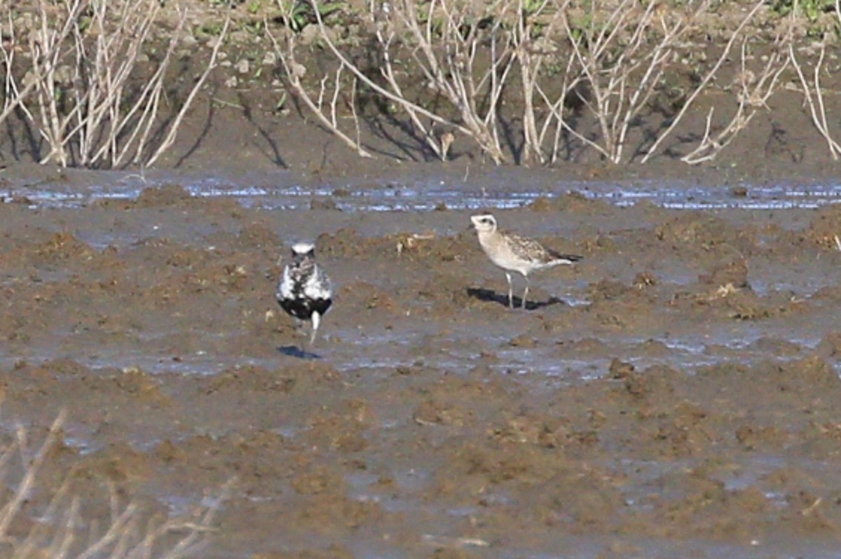 Pacific Golden-Plover - ML618243014