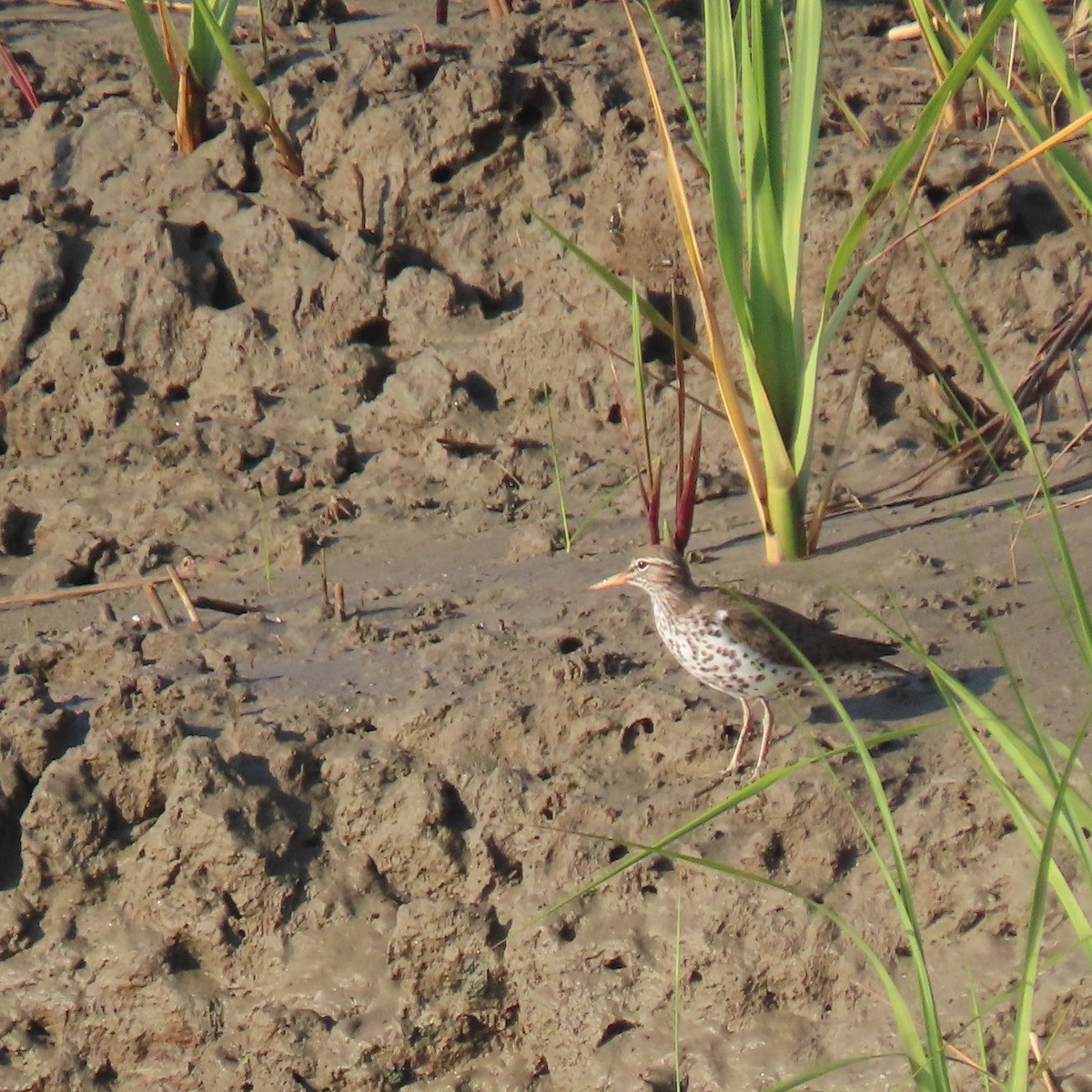 Spotted Sandpiper - ML618243017