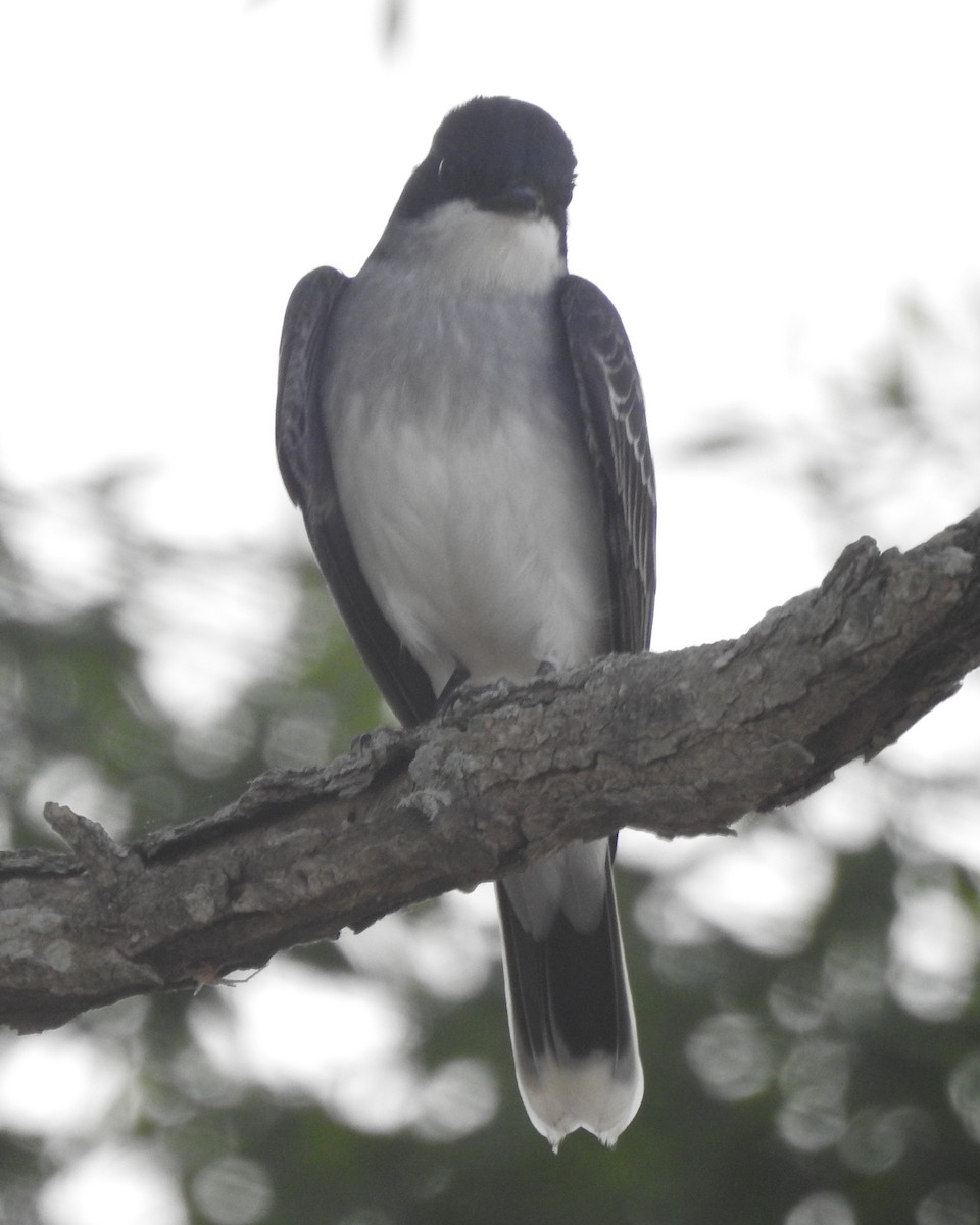 Eastern Kingbird - Wayne Longbottom