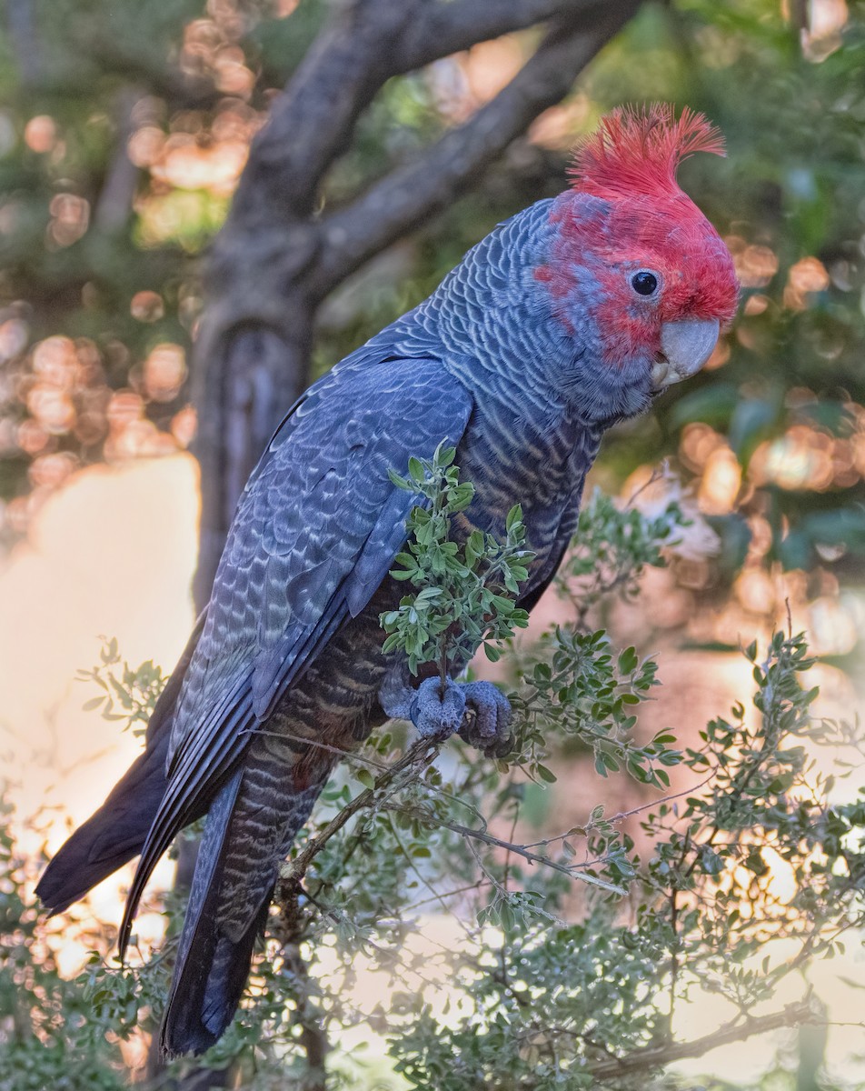 Gang-gang Cockatoo - ML618243091