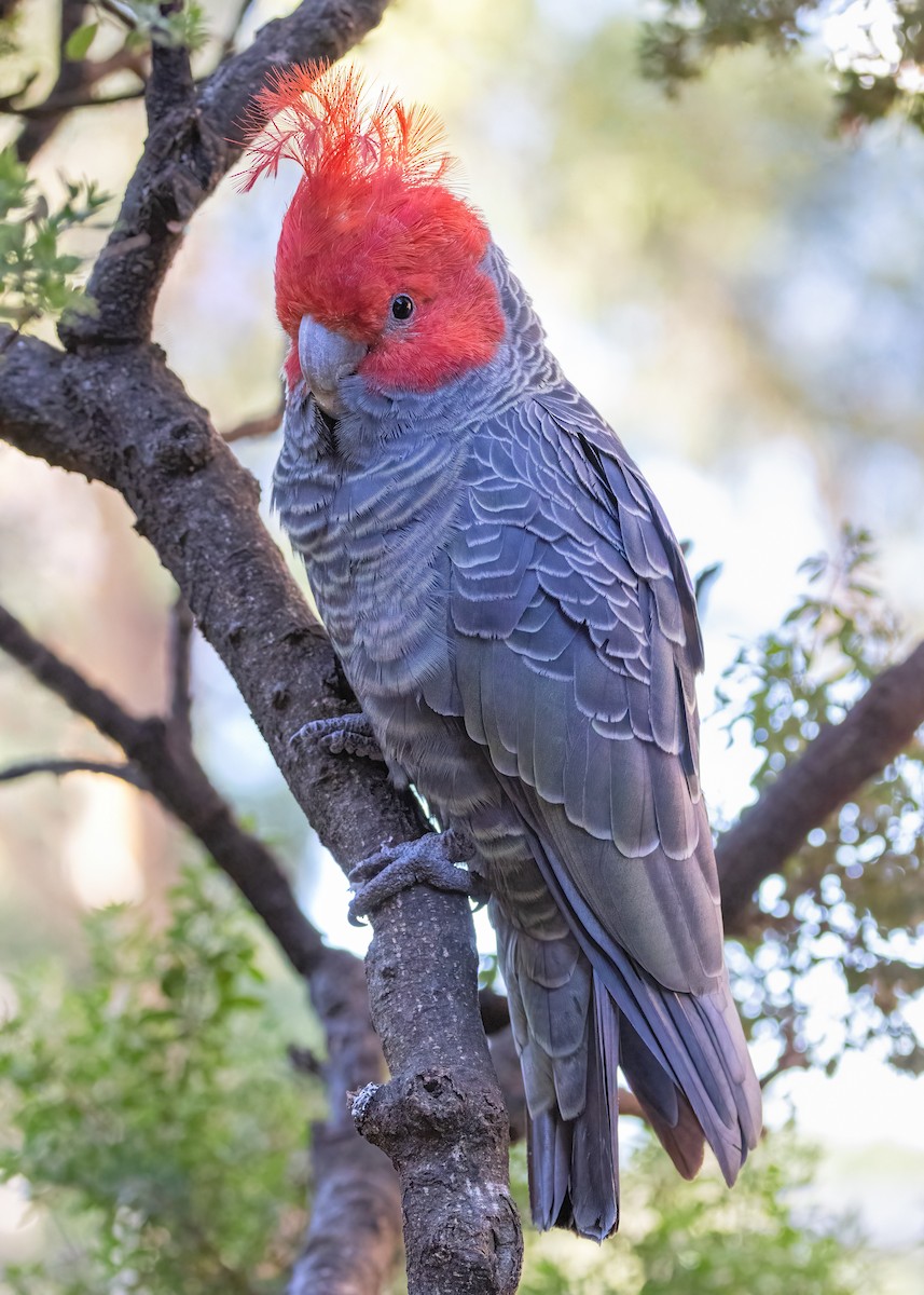 Gang-gang Cockatoo - ML618243092