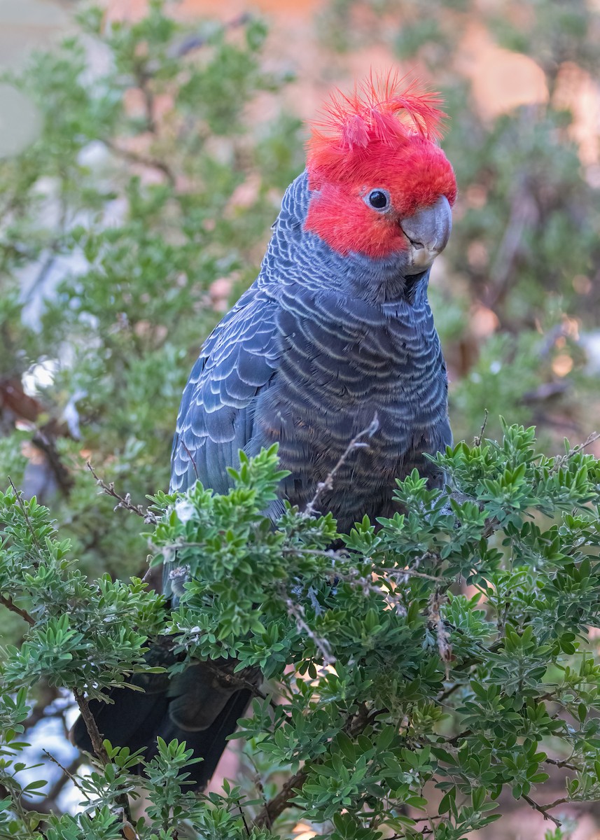 Gang-gang Cockatoo - ML618243094