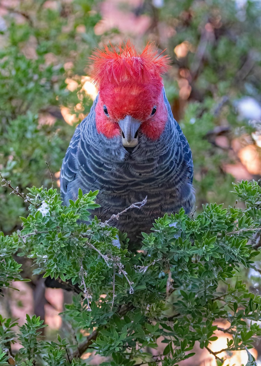 Cacatoès à tête rouge - ML618243096