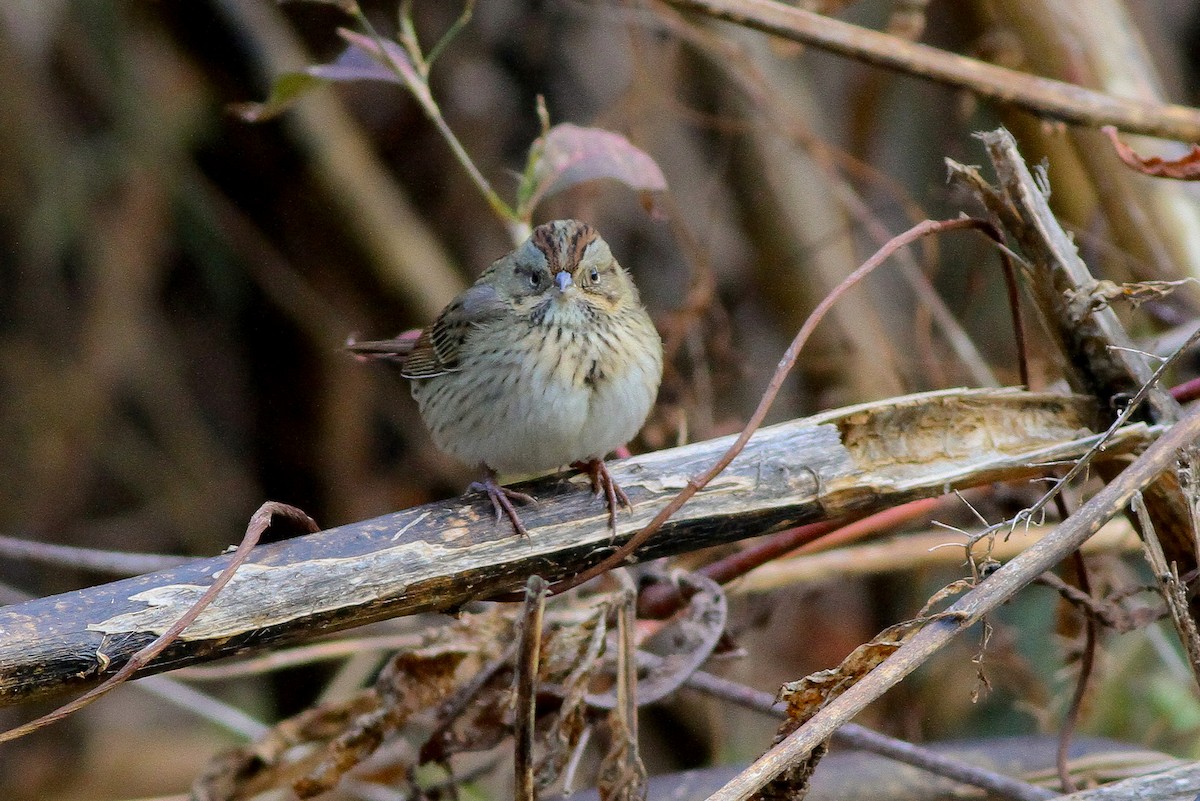 Lincoln's Sparrow - Michael O'Brien