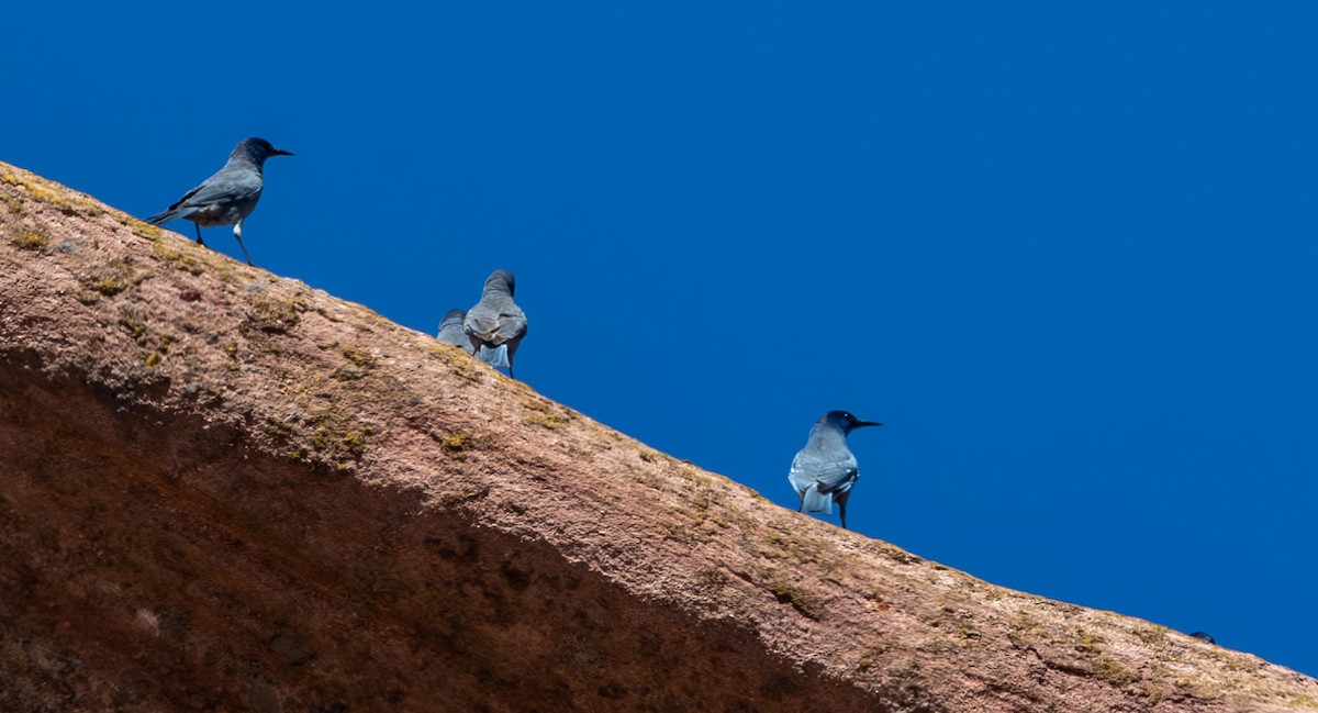 Pinyon Jay - Ric Olson