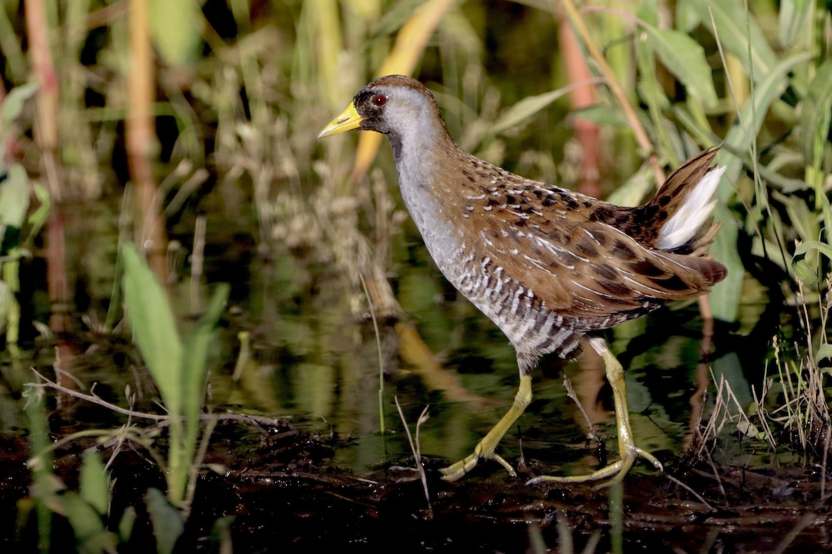 Sora - Robbin Mallett