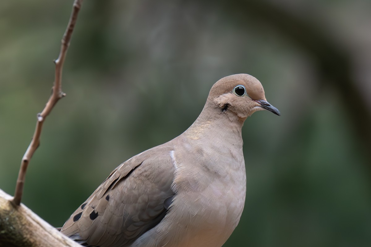 Mourning Dove - Warren Whaley