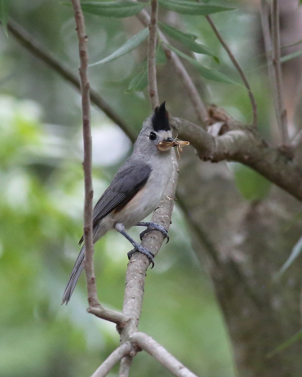 Black-crested Titmouse - Marceline VandeWater