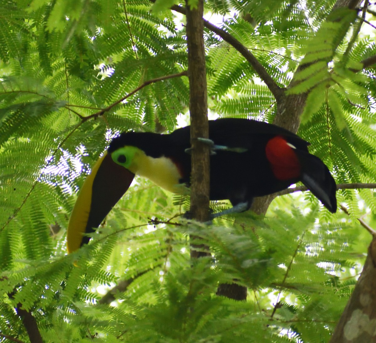 Yellow-throated Toucan - Ken Feng