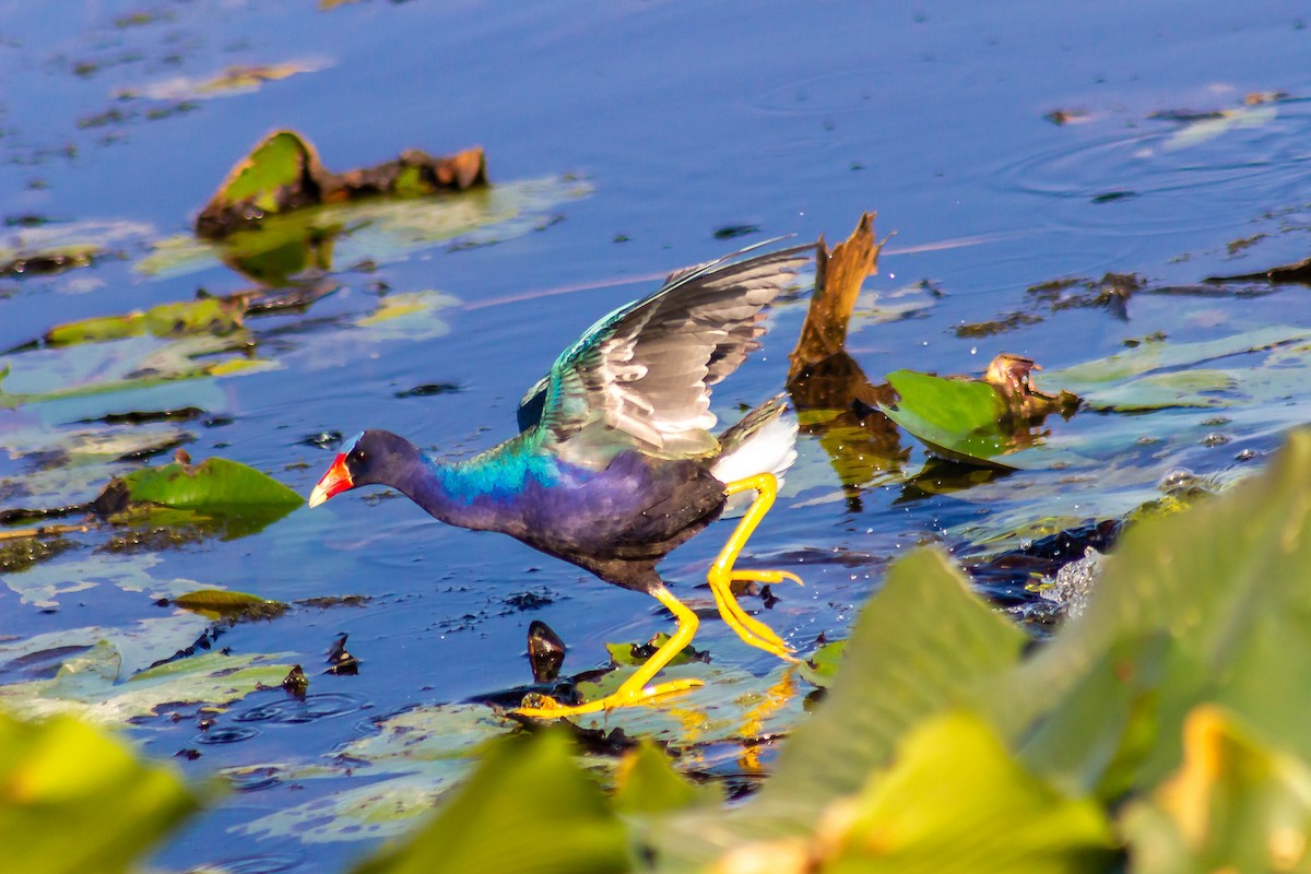 Purple Gallinule - Noah Zimmer