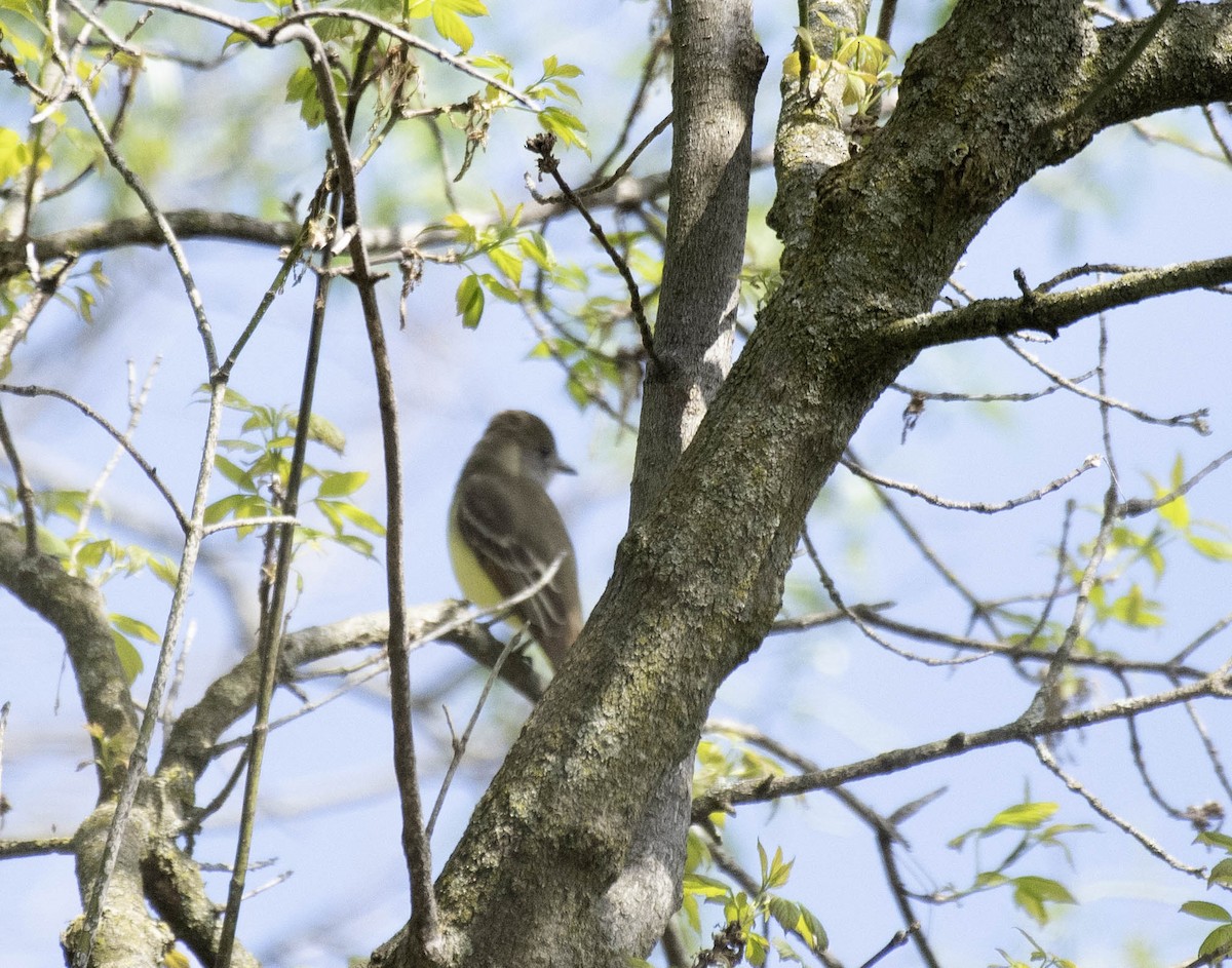 Great Crested Flycatcher - Estela Quintero-Weldon