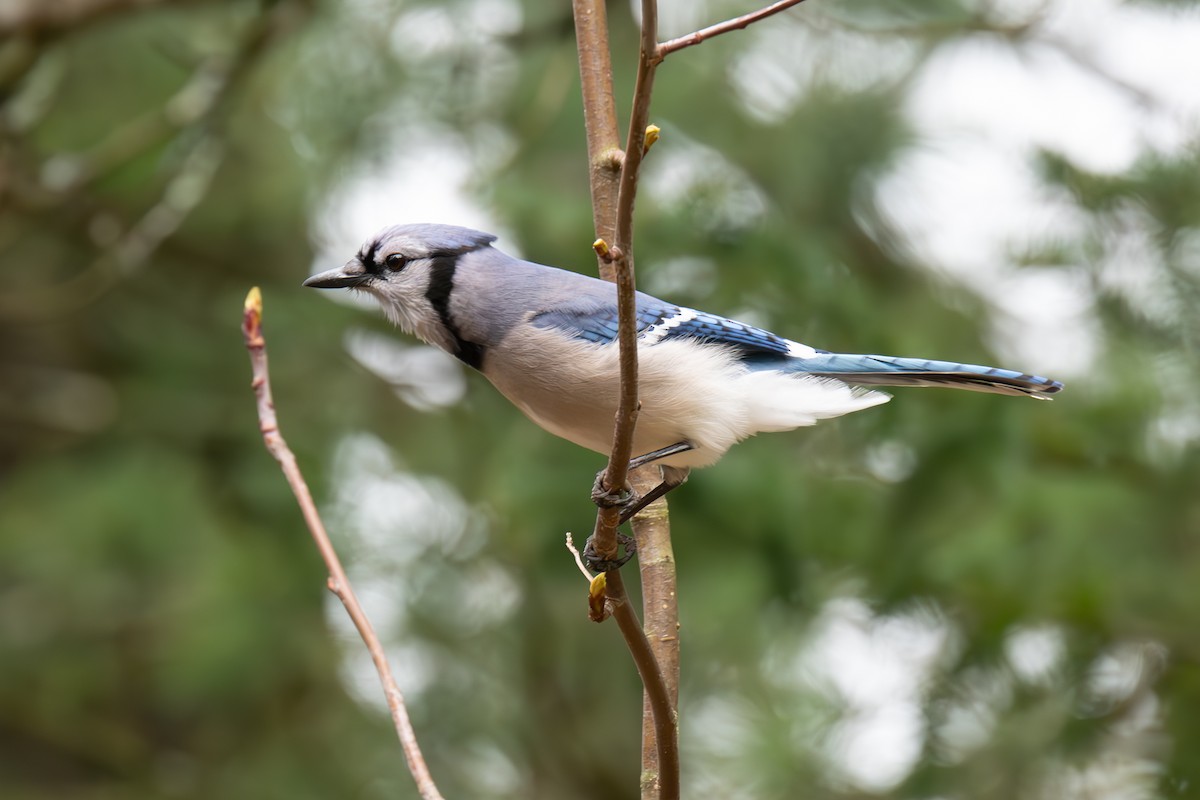 Blue Jay - Warren Whaley