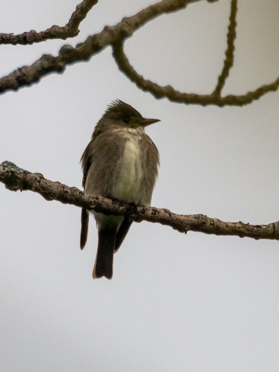 Olive-sided Flycatcher - Darrell Lawson