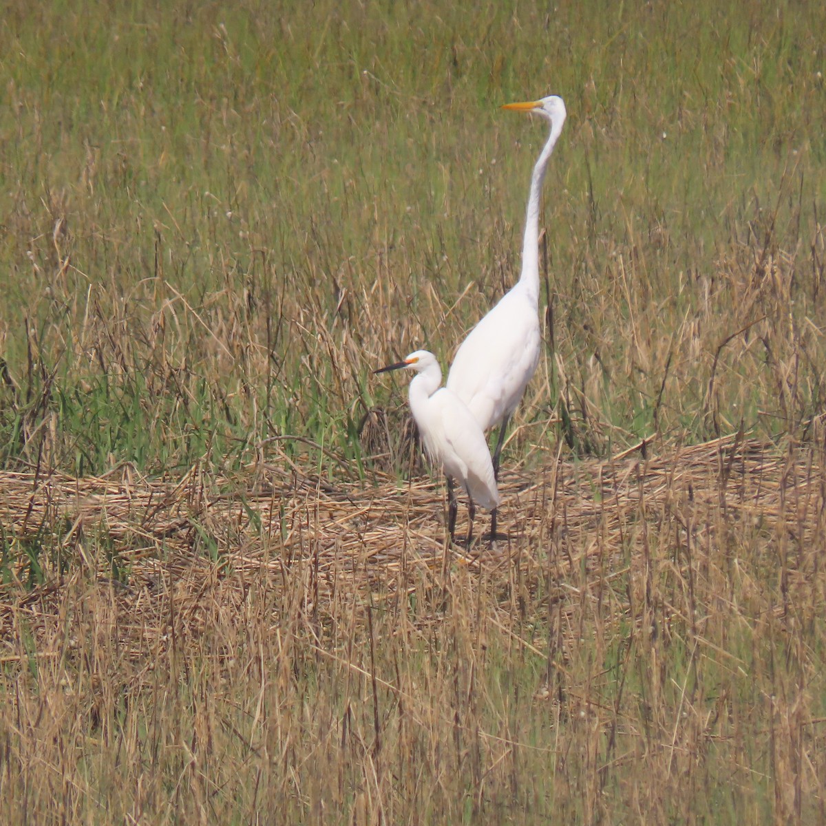 Great Egret - Kathryn Barrow