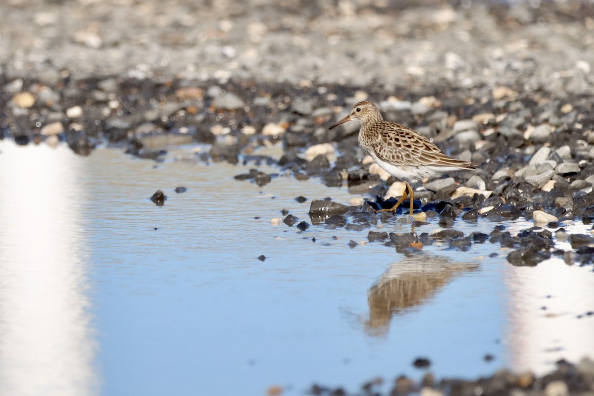 Pectoral Sandpiper - Robbin Mallett