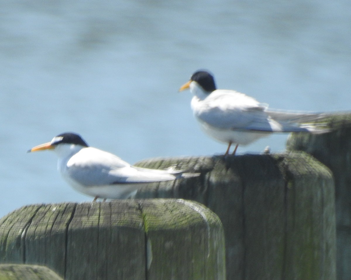 Least Tern - Wayne Longbottom