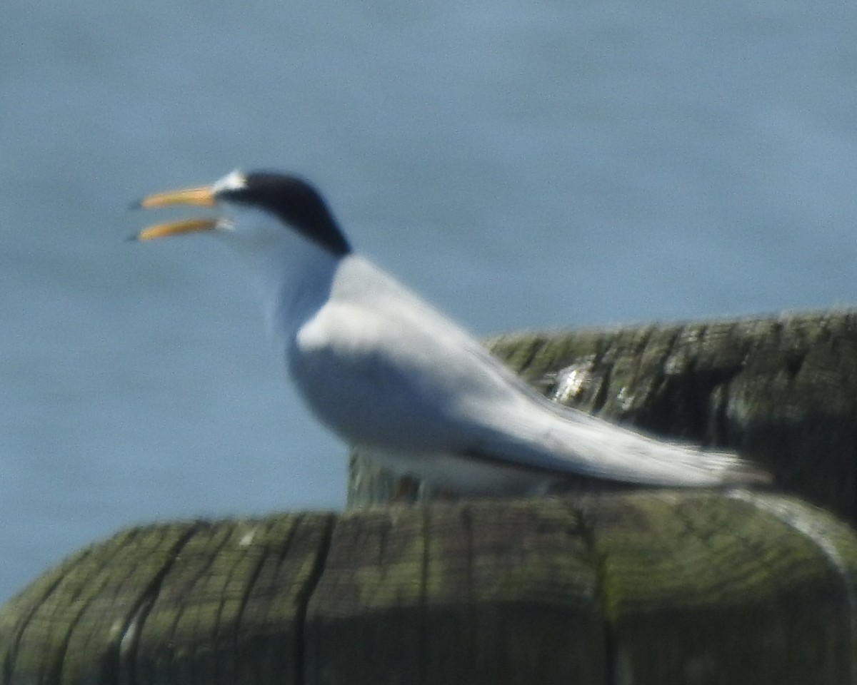 Least Tern - Wayne Longbottom