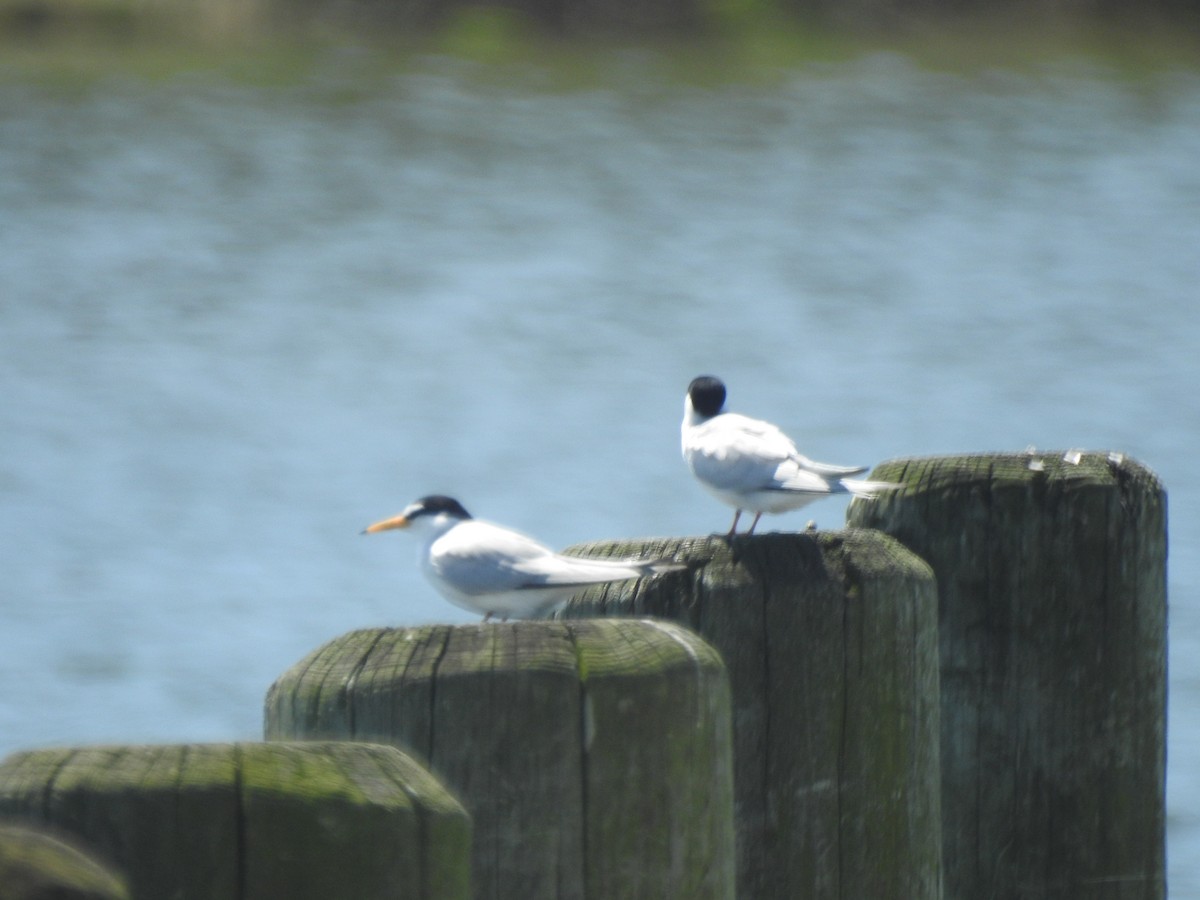 Least Tern - Wayne Longbottom