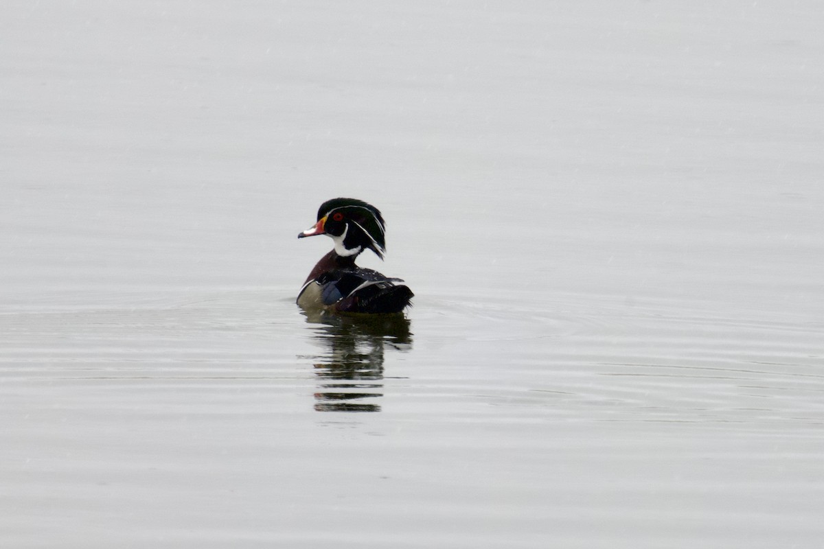 Wood Duck - ellery walch