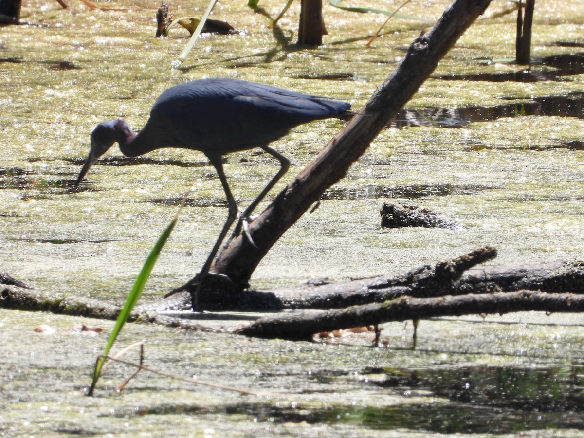 Little Blue Heron - ML618243236