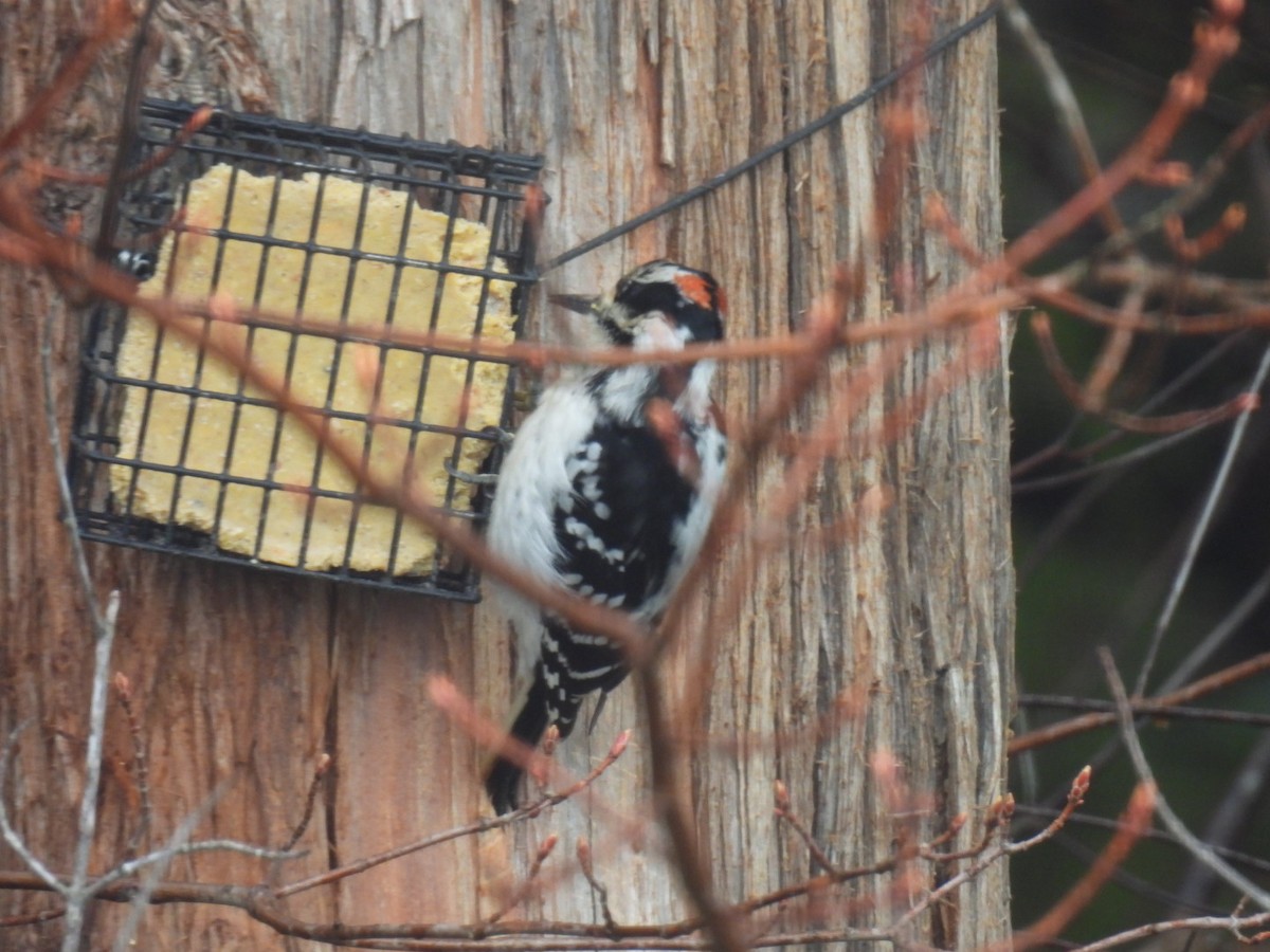 Hairy Woodpecker - Joe McGill