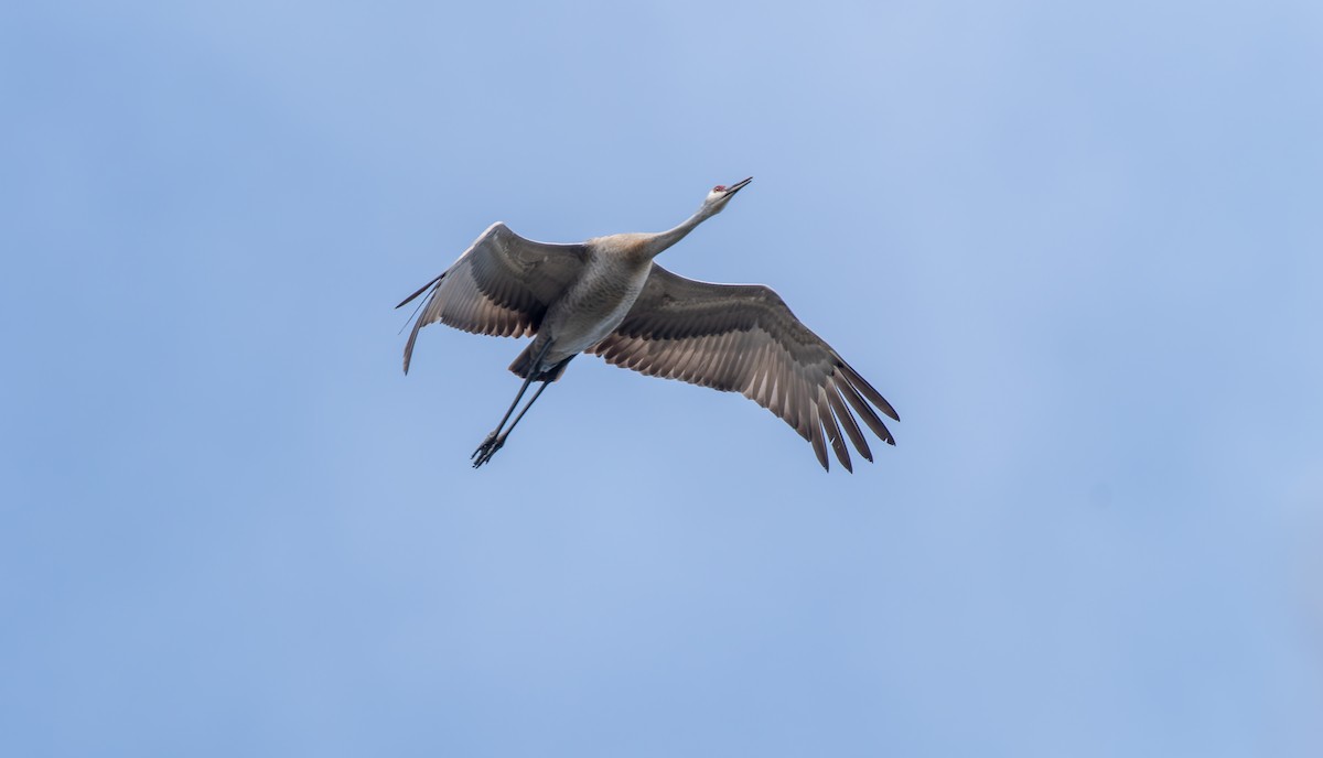 Sandhill Crane - Victoria Pepe