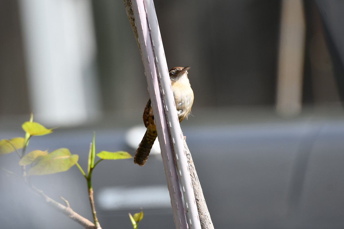 Carolina Wren - Carmen Ricer